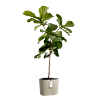 eden aquacare low 40cm taupe doux